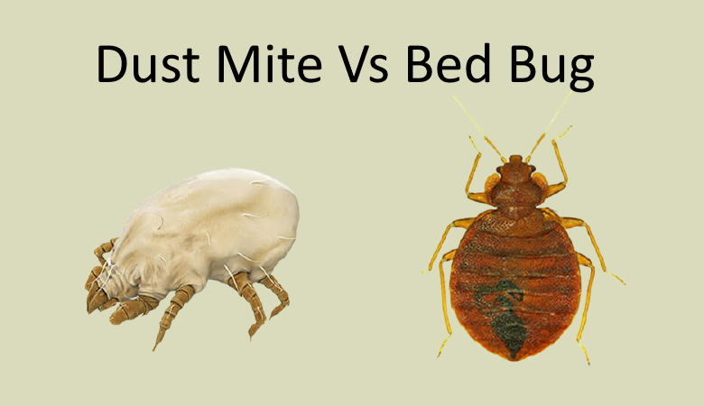 Dust Mite Vs Bed Bug