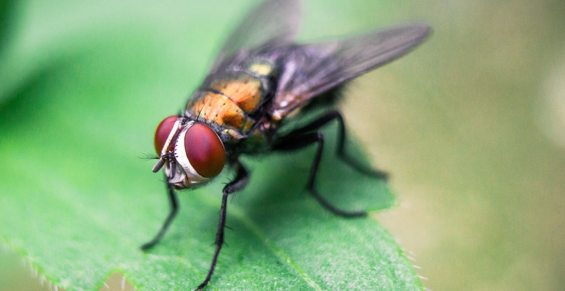 Make Your Own DIY Fly Trap - spruceup.co.uk