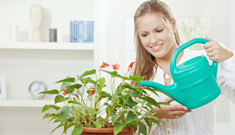Watering House Plants