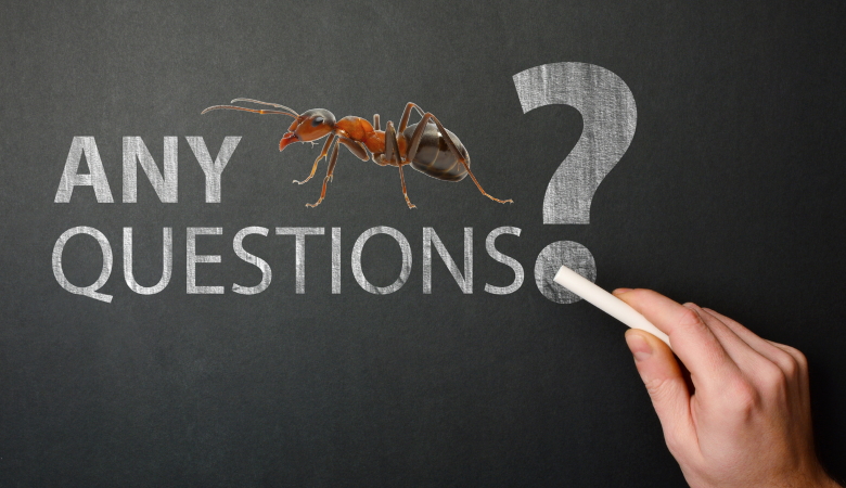 Ant Questions