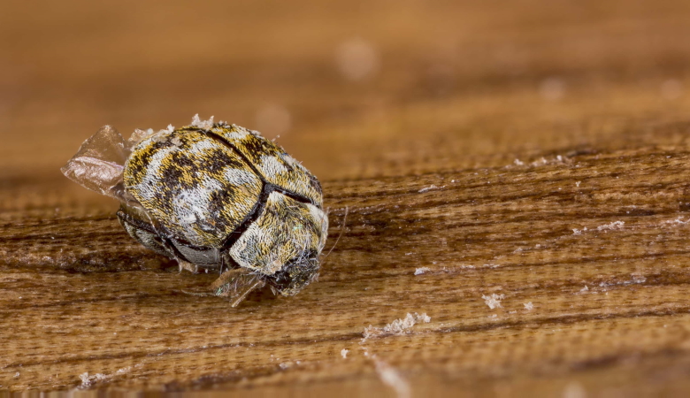 How Do Carpet Beetles Get Into Your Home
